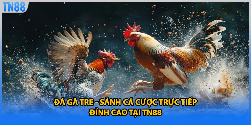 Đá Gà Tre - Sảnh Cá Cược Trực Tiếp Đỉnh Cao Tại TN88