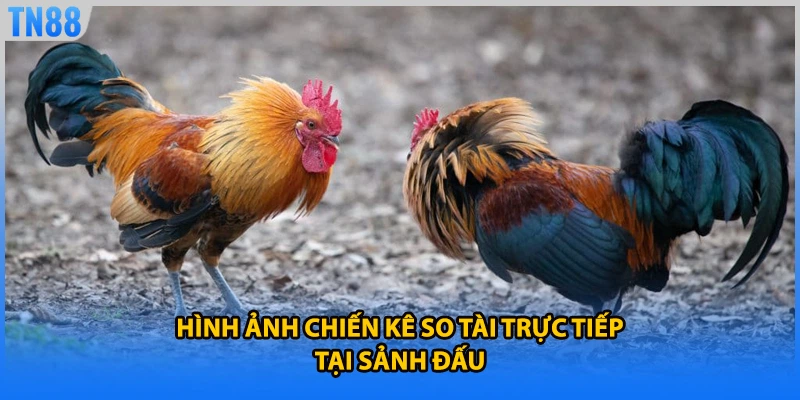 Hình ảnh chiến kê so tài trực tiếp tại sảnh đấu