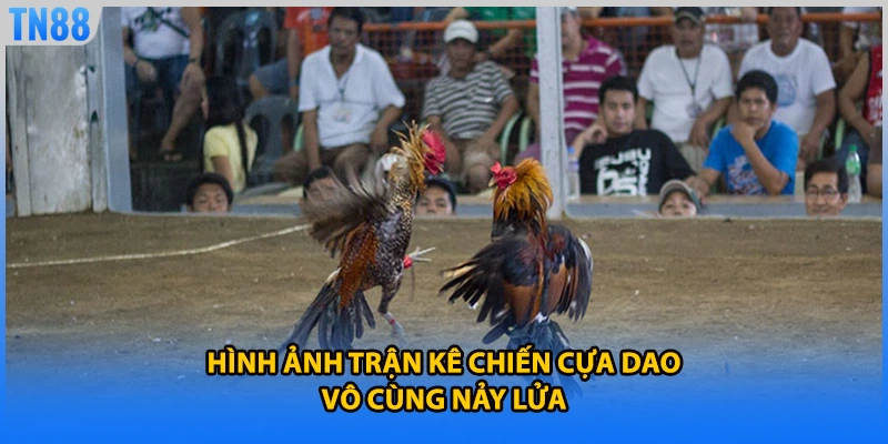 Hình ảnh trận kê chiến cựa dao vô cùng nảy lửa