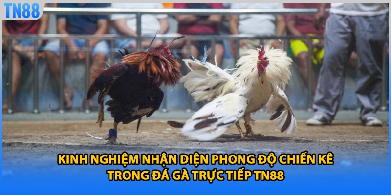Kinh nghiệm nhận diện phong độ chiến kê trong đá gà trực tiếp TN88