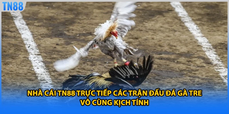 Nhà cái TN88 trực tiếp các trận đấu đá gà tre vô cùng kịch tính