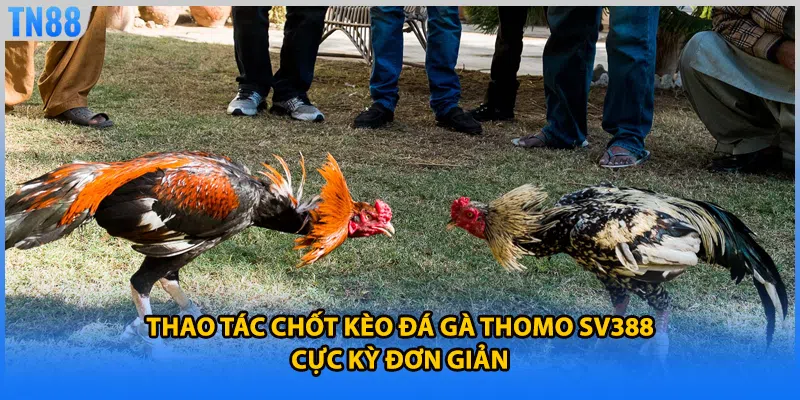 Thao tác chốt kèo đá gà thomo SV388 cực kỳ đơn giản