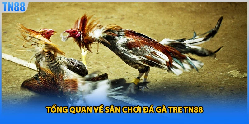 Tổng quan về sân chơi đá gà tre TN88