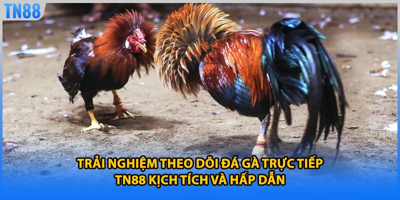 Trải nghiệm theo dõi đá gà trực tiếp TN88 kịch tích và hấp dẫn