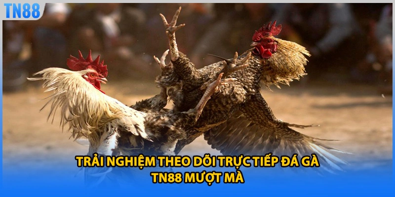 Trải nghiệm theo dõi trực tiếp đá gà TN88 mượt mà