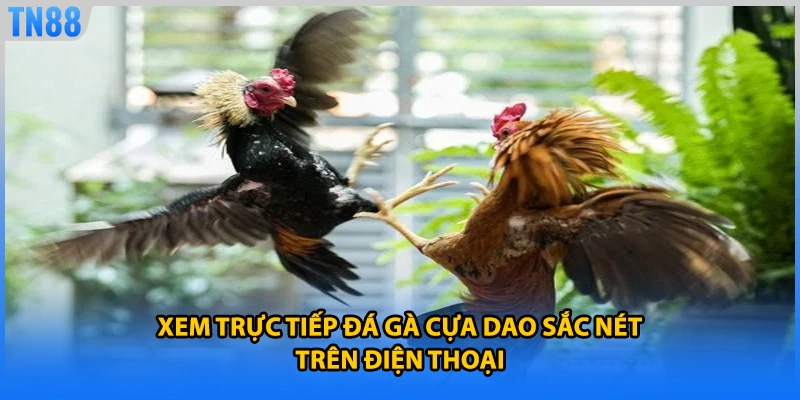 Xem trực tiếp đá gà cựa dao sắc nét trên điện thoại